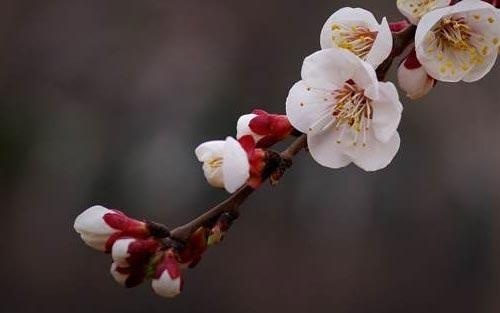 现代简约书柜设计说明怎么写