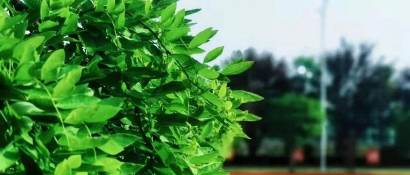 泰州市凤凰艺术学校2022年报名条件、招生要求、招生对象