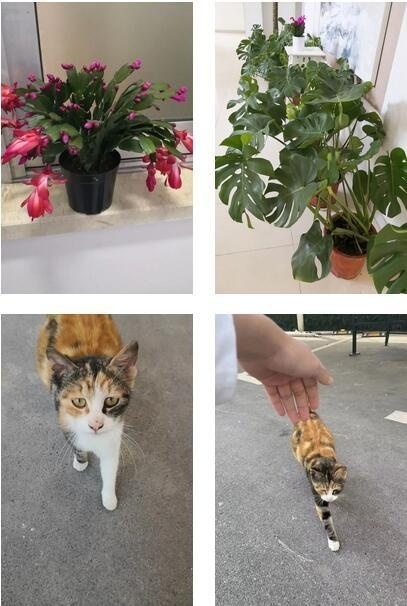 绿植、猫咪.jpg