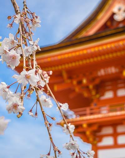 关于济南欧风教育