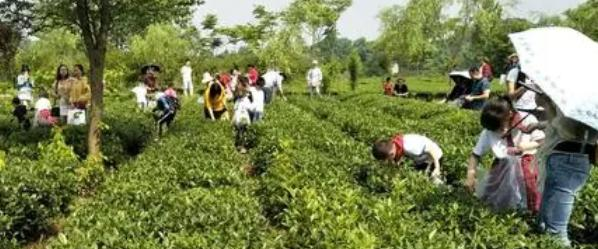 贵州省茶技术茶文化学校