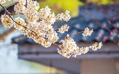 初中以上日语零基础初学者