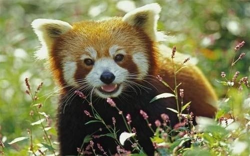 描写开心的英语作文