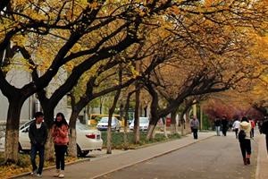 山东师范大学出国留学校园环境秋日校园