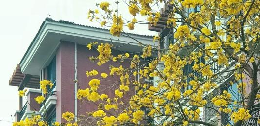 广东碧桂园职业学院2020年报名条件、招生要求、招生对象