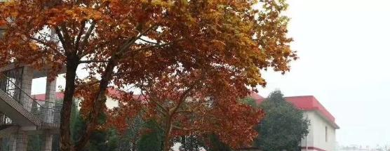 河南平顶山外国语学校