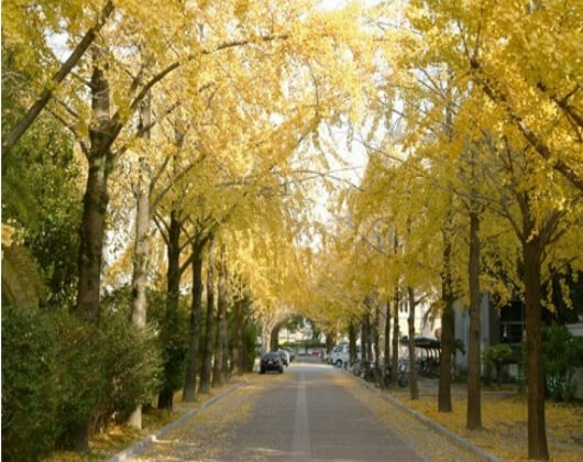 鹿儿岛大学