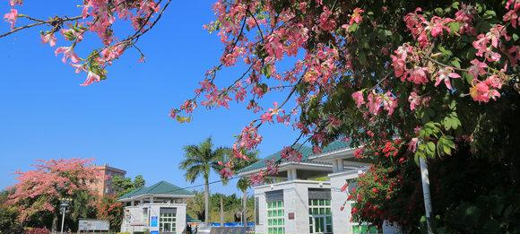 广州华夏职业学院2020年招生简章