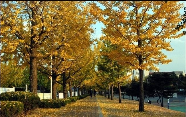 大邱加图立大学