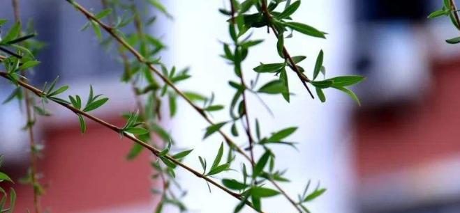广州第十七中学怎么样、好不好