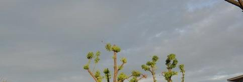 江苏江阴高级中学2020年招生计划