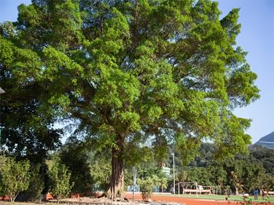 雷纳森英豪国际学院校园环境