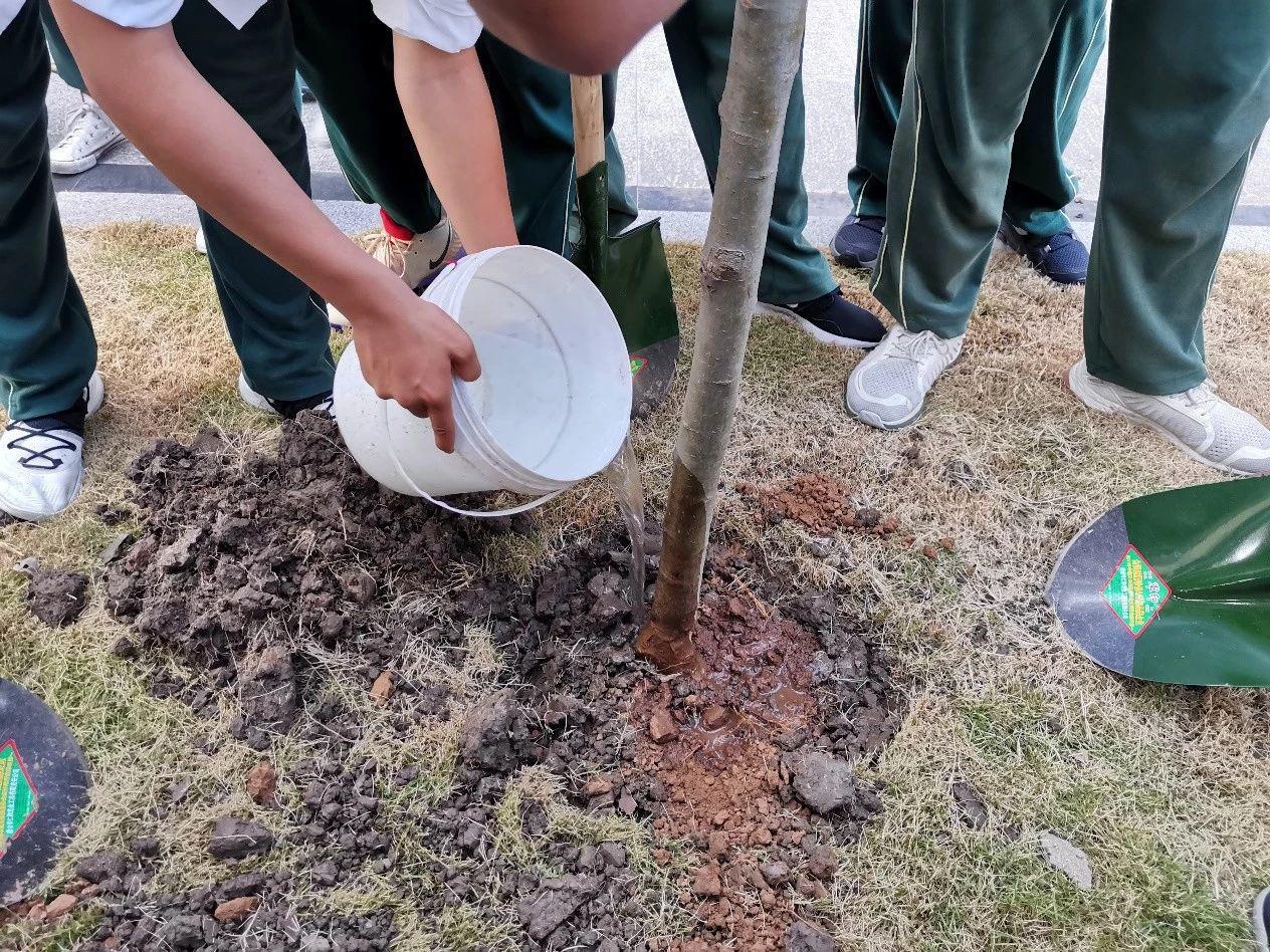 上海枫叶国际学校“邓颖超班”种植海棠树活动.jpg