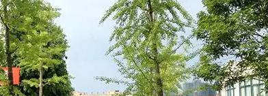 江油市职业中学校2023年招生办