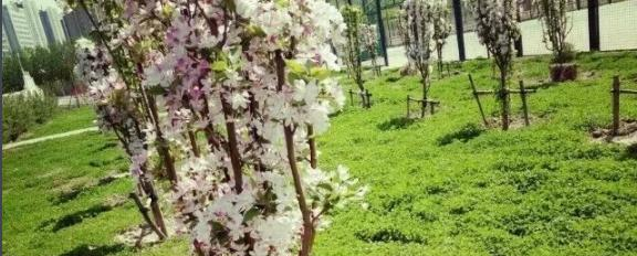 河北沧州中学