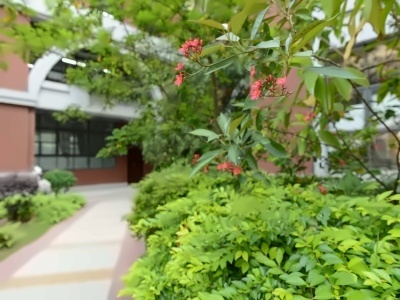 广东华侨中学国际课程AP课程