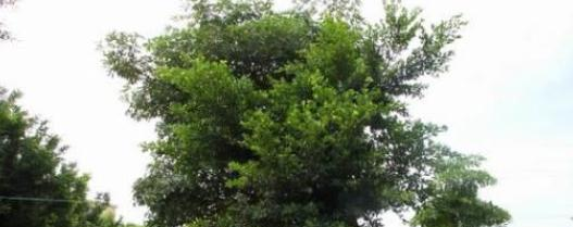 罗定中等职业技术学校