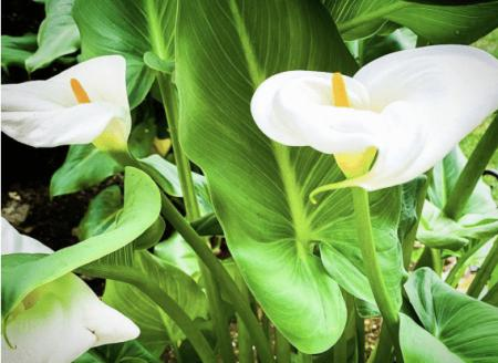 美国加州南麓私立学校（SHA）