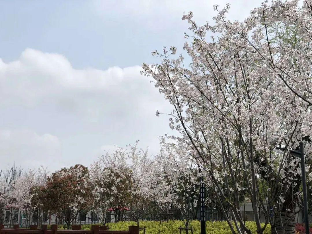 上海宏润博源学校 暑期GIA学分夏校