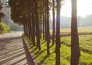 道路