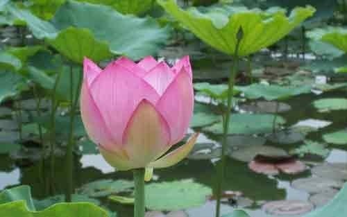 怎样让孩子从小就养成独立自主的技能