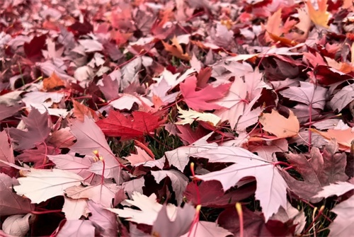 北京佳莲学校2024海外名校招生官见面会