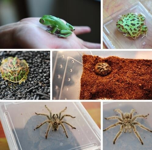 闵行美国蓝带汇点高中学生社团活动