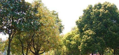 太湖创意职业技术学院单招2020年单独招生成绩查询、入口