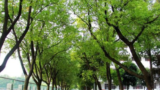 江汉艺术职业学院6
