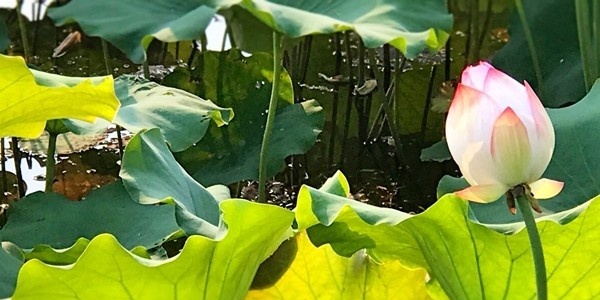 安徽汽车职业技术学院2019年单招录取分数线