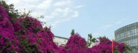 成都华大医药卫生学校怎么样、好不好