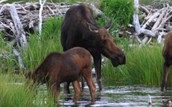 提顿科学院-杰尼斯学校