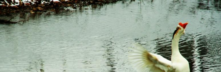 北京潞河国际教育学园
