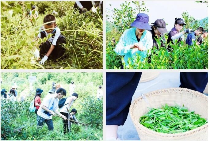 采茶锄地.jpg