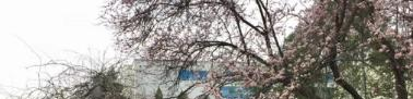 成县职业中等专业学校2020年报名条件、招生要求、招生对象