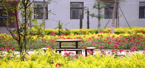 河南师大附中双语国际学校小学部2020年招生办