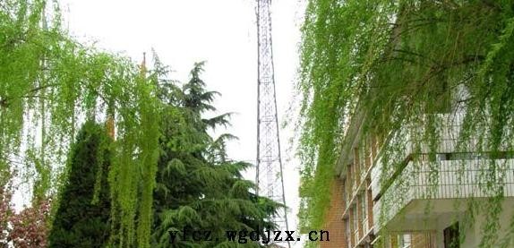 武功县逸夫中学2020年招生简章