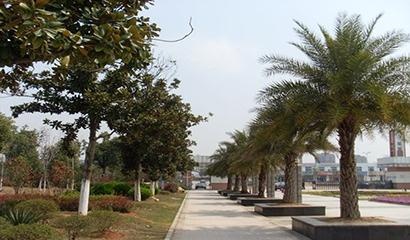 南昌二中中加国际高中