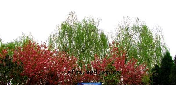 武功县逸夫中学2020年招生计划