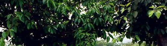 广州英豪剑桥国际高中2020年招生计划