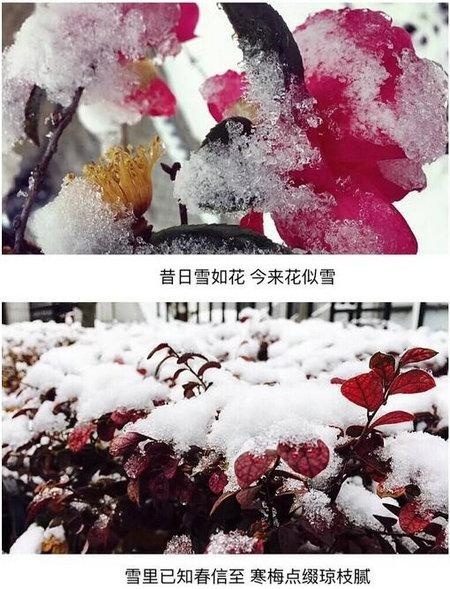 上海下雪了 2018和领科国际高中一起白了头