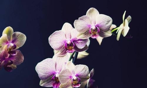 母亲怎么教育孩子
