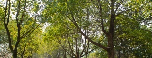 江西枫林涉外经贸职业学院单招简章