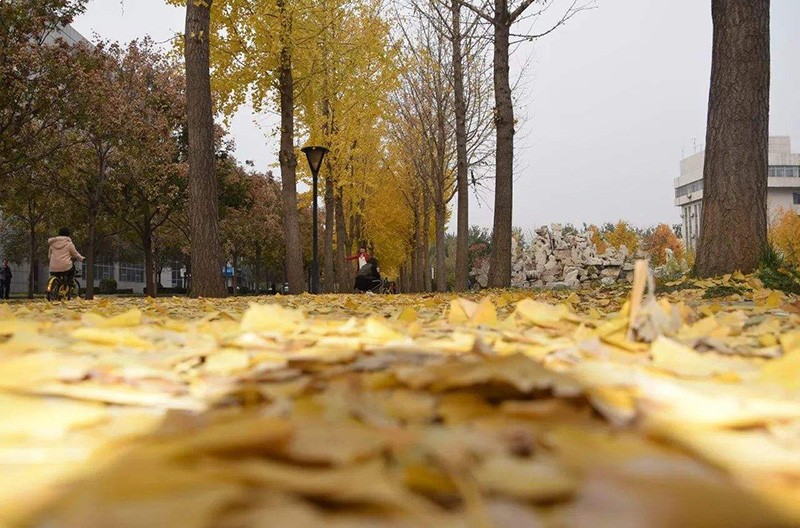 河北经贸大学校园风景2