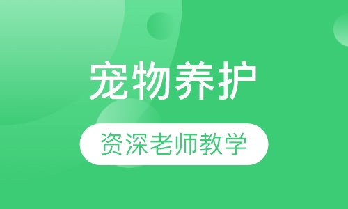 宠物养护