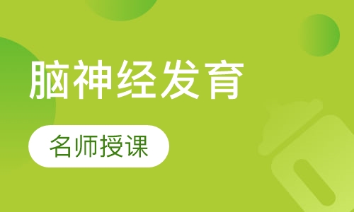 脑神经发育