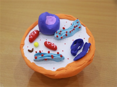 细胞模型评比活动