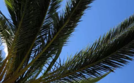 盐城外国语学校招生简章