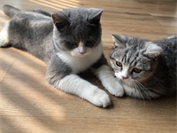 辰美SISA丨镇校四脚兽，为你的生活与灵感带来萌新感受！