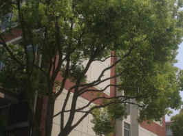 上海英澳新国际高中师资好不好?